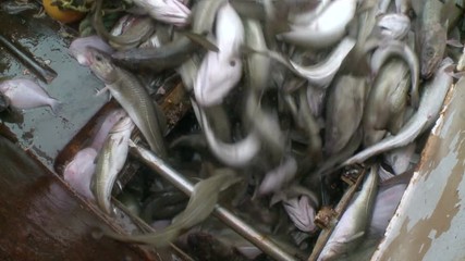 Fish from a network gets to hold. 