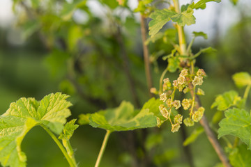 currant flower with green leaves