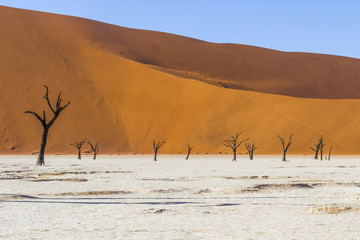 Trees in Deadvlei, or Dead Vlei, in Sossusvlei, in the Namib-Nau