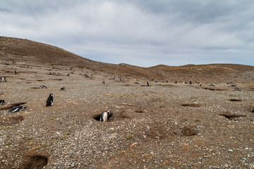Fototapeta na wymiar Magellanic Penguin colony on Isla Magdalena island in Magellan Strait, Chile