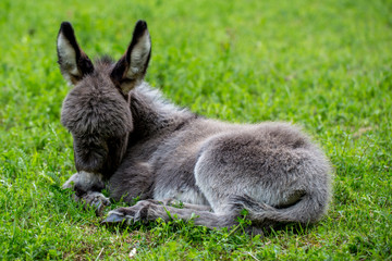 müdes kleines graues Eselchen