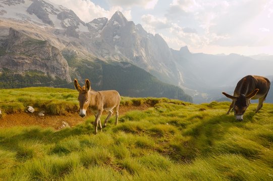 Grazing Donkey in the alp