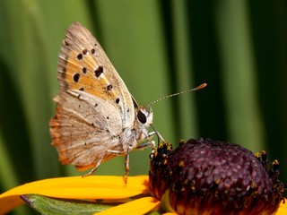 Obraz premium butterfly on yellow flower sipped nectar