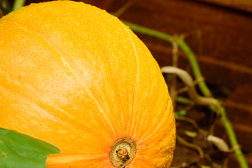 K&uuml;rbis, eine Detailaufnahme