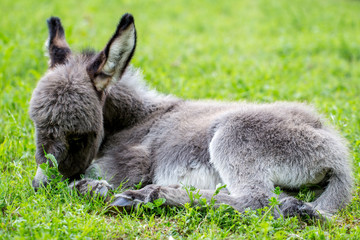 Fototapeta premium müdes kleines graues Eselchen