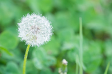 Dandelion flower, background concept