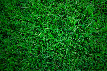 grass