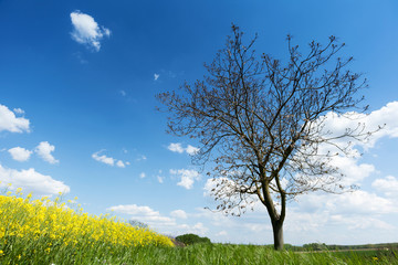 Baum mit Rapsfeld