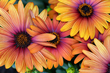 The Spanish Daisies come in many colors