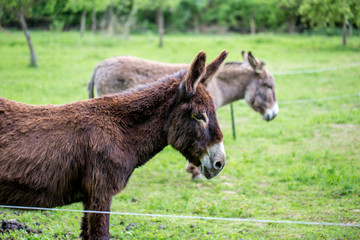 Zwei Esel auf der Weide