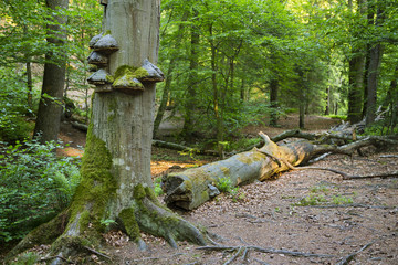 Tree Fungus In Green Forest