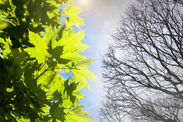 Spring and winter - season background