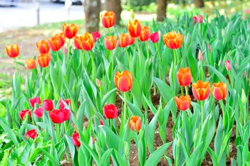 Fresh colorful tulips in warm sunlight