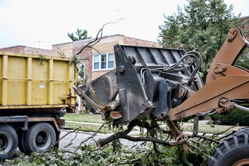 Branch Removal Outdoors