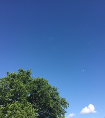 grüner baum mit blauem himmel