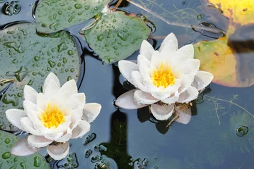 No drill blackout roller blinds Waterlillies Water lilies Latin name Nymphaea lutea flowers