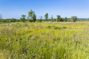 Moor Landscape In The High Fens, Belgium