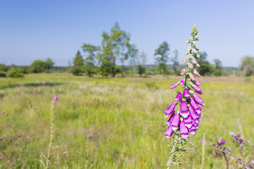 Purple Foxglove in the High Fens, Belgium