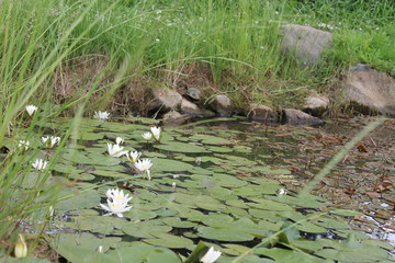 Кувшинка (Водяная лилия, Нимфея). N. candida.
