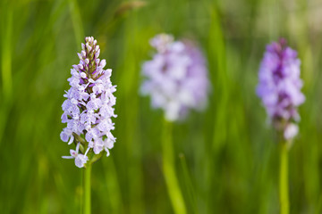 Orchids in the High Fens, Belgium