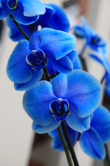 Blue orchid close up