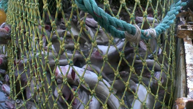 Fish from a network gets to hold. 