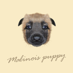 Vector Illustrated Portrait of Malinois dog.