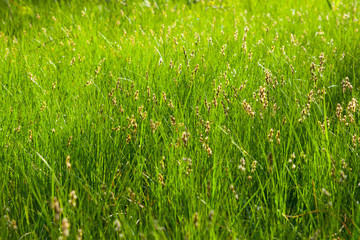 meadow. drops of dew and in sunshine on the spring green grass.
