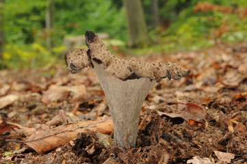 Craterellus cornucopioides, known as horn of plenty, the black chanterelle, black trumpet, trompette de la mort (French), trombetta dei morti (Italian) or trumpet of the dead