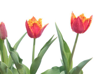 Orange Fringed tulips isolated on white background