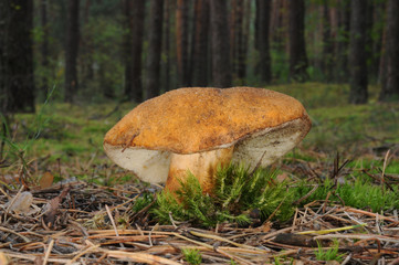 Gyroporus castaneus, commonly known as the chestnut bolete with forest trees in the background
