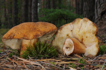 Gyroporus castaneus, commonly known as the chestnut bolete with forest trees in the background