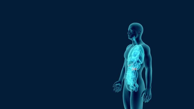anatomy of human gallbladder and pancreas with digestive organs in x-ray view 3d animation