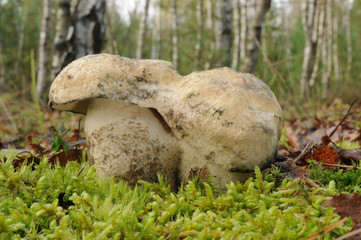 Gyroporus cyanescens, commonly known as the bluing bolete or the cornflower bolete with forest trees in the background