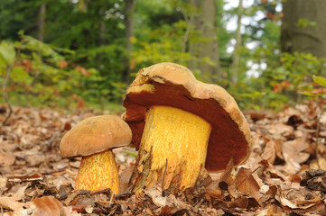 Suillellus luridus (formerly Boletus luridus), commonly known as the lurid bolete with forest trees in the background