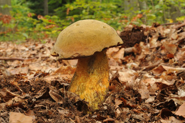 Suillellus luridus (formerly Boletus luridus), commonly known as the lurid bolete with forest trees in the background