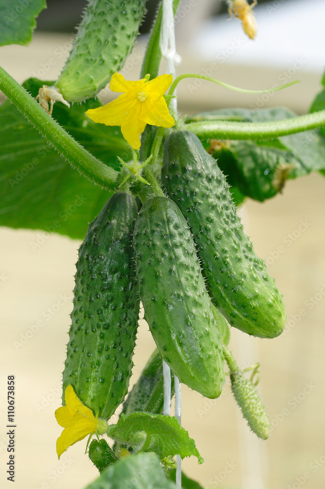 Wall mural growing cucumbers in a greenhouse