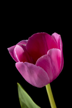 macro image of a pink flower.