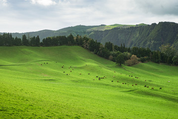Grüne Weide Herde Kühe Azoren-Insel