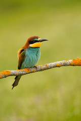 Small bird with a nice plumage