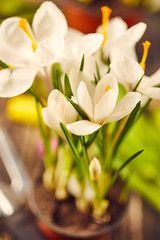 Fototapeta premium Crocuses