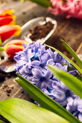 Purple hyacinth close up
