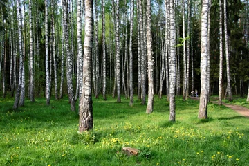 Photo sur Plexiglas Bouleau Belle forêt de bouleaux pour votre détente.