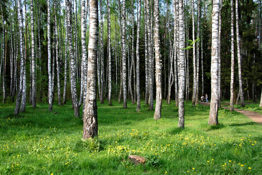 Beautiful birch grove for your relax.