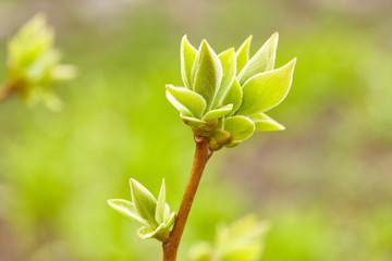 First spring buds