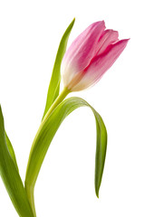 pretty pink tulip