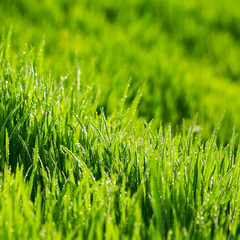 Obraz premium Green grass