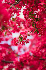 Spring flowers