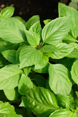 Green basil