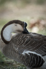 Brown goose